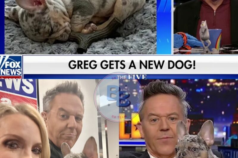 GREG GUTFELD: Dogs create infinitely more love than problems