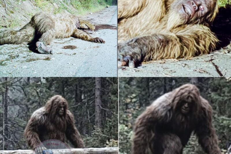 GIANT SASQUATCH ROADKILL!! | Giant Bigfoot Creature Hit By Truck At 80 MPH
