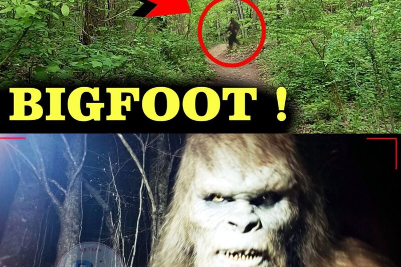 Clearest Sasquatch Footage Ever | Hunter Gets UP CLOSE Shot of GIANT BIGFOOT